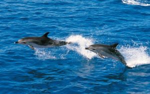экскурсия дельфины Тенерифе
