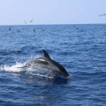 Круїз з китами та дельфінами