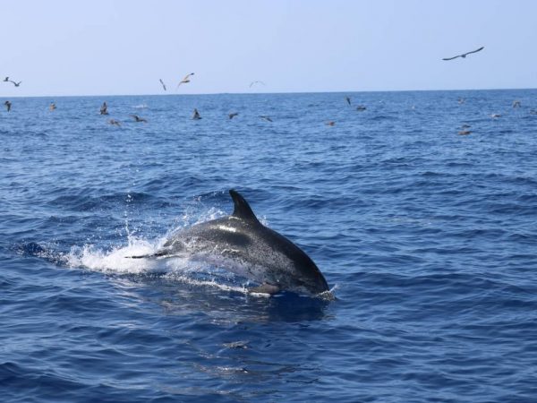 Круиз с китами и дельфинами