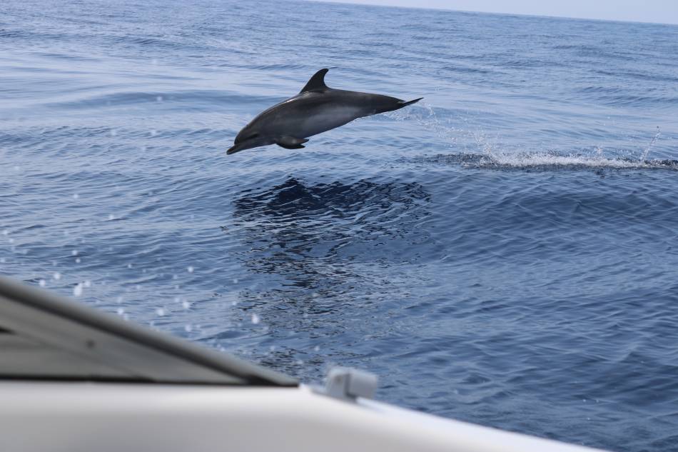 Круиз с китами и дельфинами