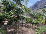 Unique house with fruit garden in the north of Tenerife