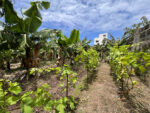 Unique house with fruit garden in the north of Tenerife